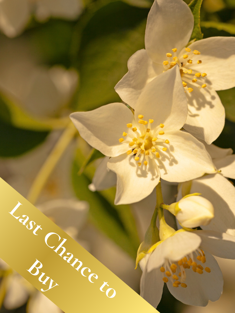 Last Chance to Buy - Bloom & Balance package